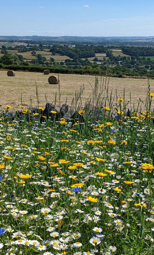 Meadow in Derbyshire Countryside