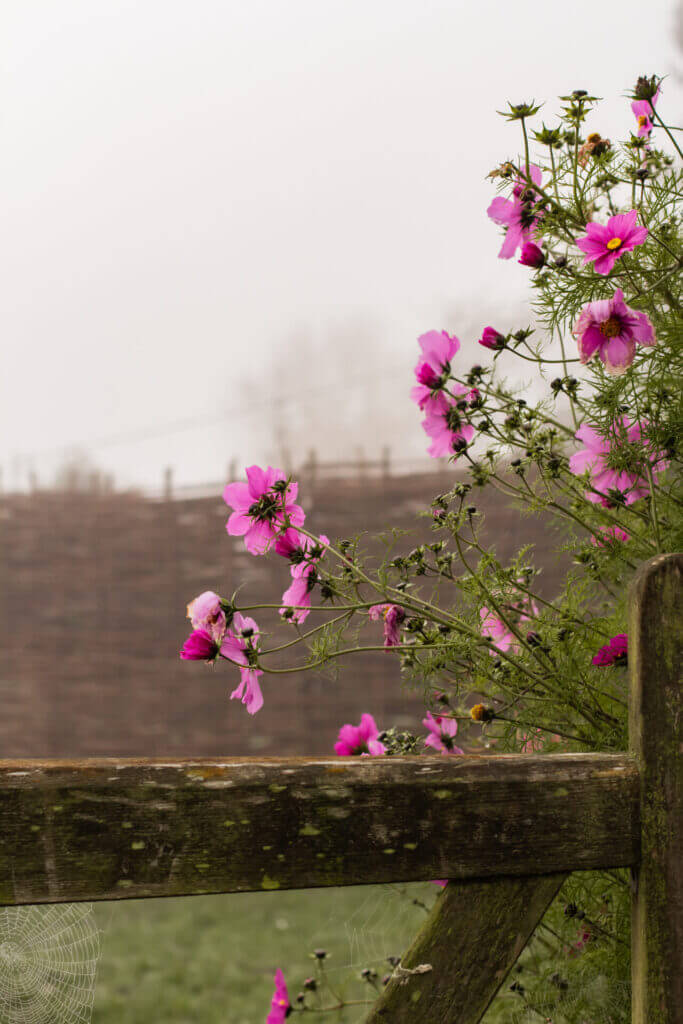 Cabin gate with flowers growing beside it
