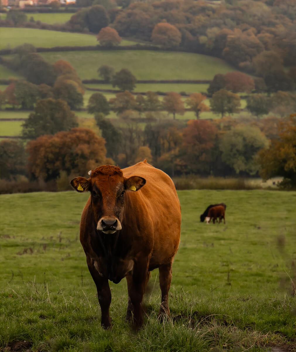 Farm animals near The Old Granary, Matlock