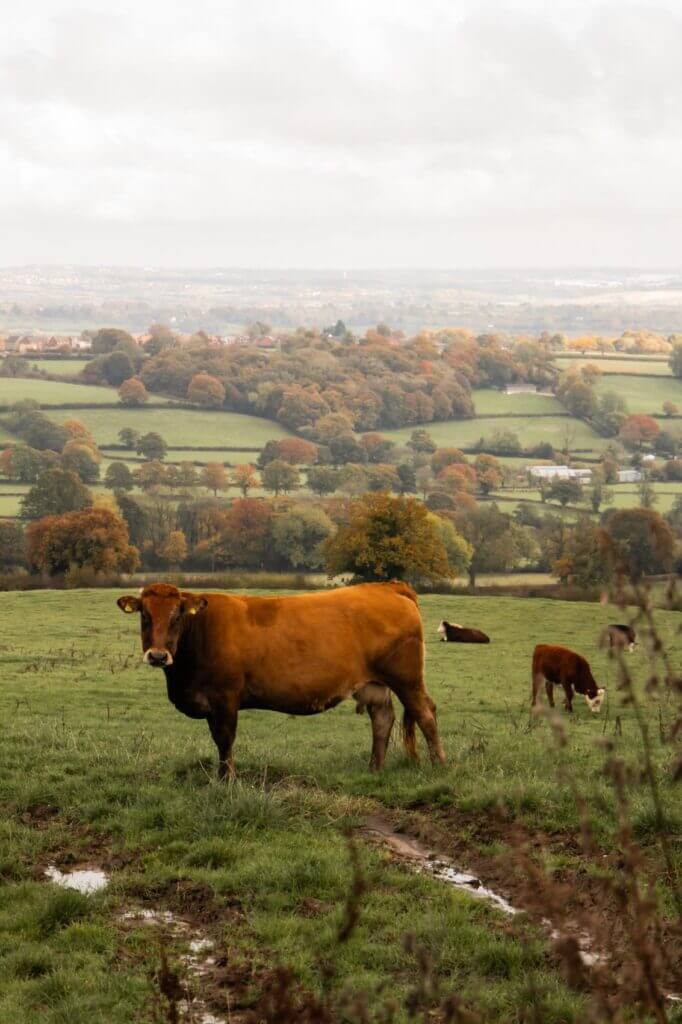 Farm animals near The Old Granary, Matlock