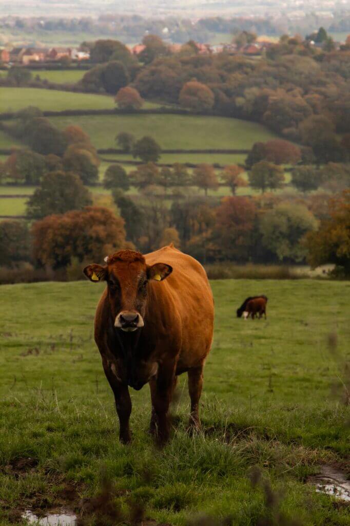 Farm Animals near The Old Granary, Matlock